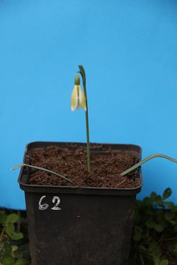 Galanthus nivalis forms sale 2024