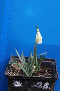 Galanthus nivalis forms sale 2026 Galanthus nivalis forms sale 2026