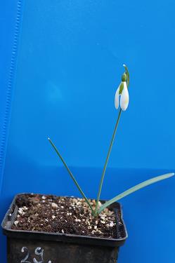 Galanthus nivalis forms sale 2026 Galanthus nivalis forms sale 2026