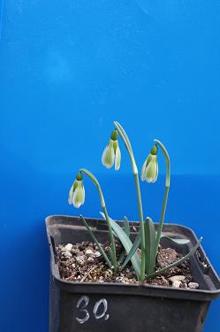 Galanthus nivalis forms sale 2026 Galanthus nivalis forms sale 2026