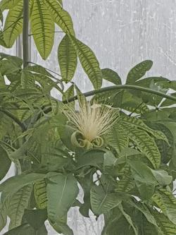 Vodna pahira Vodna pahira