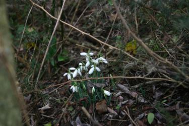 First blooming snowdrops in Slovenian Istra