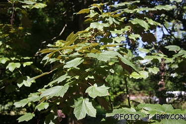 Acer pseudoplatanus 'Atropurpureum'