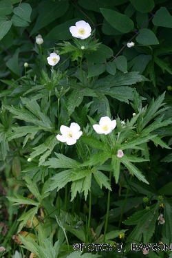 Anemone canadensis
