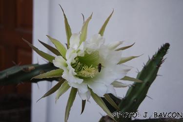 Cereus grandiflorus