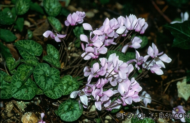 Cyclamen purpurascens 'Lila'