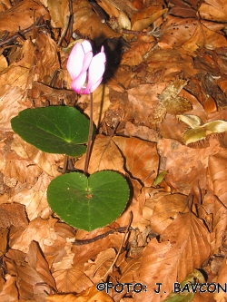 Cyclamen purpurascens 'Otlica'