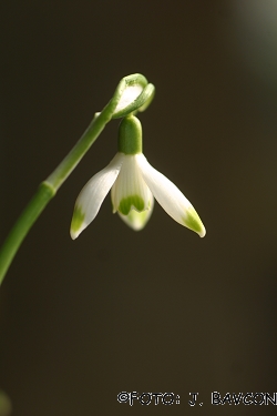 Galanthus nivalis 'Mala Kronica'