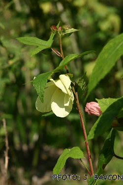 Hibiscus manihot