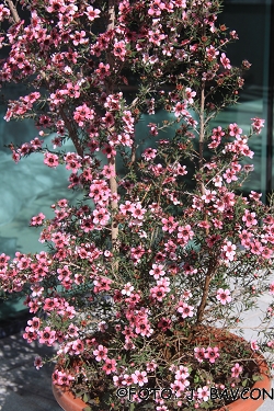 Leptospermum scoparium 'Pink Queen'